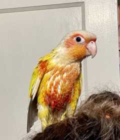 Lost Conure