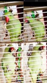 Lost Indian Ringneck Parakeet