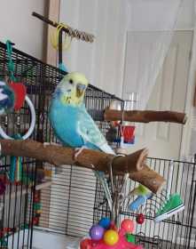 Lost Budgerigar
