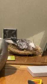 Lost Cockatiel