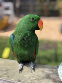 Lost Eclectus