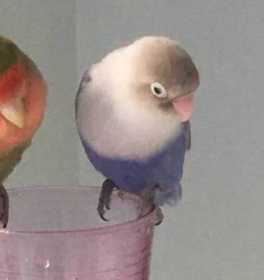 Lost Lovebird