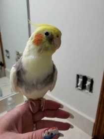 Lost Cockatiel