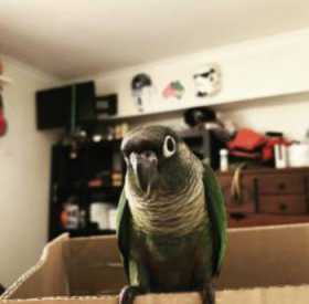 Lost Conure