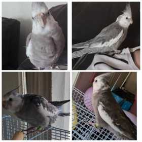 Lost Cockatiel