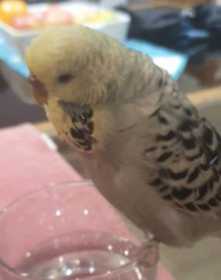 Lost Budgerigar