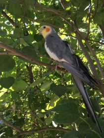 Lost Cockatiel