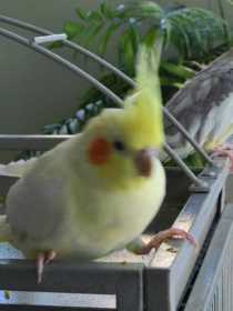 Lost Cockatiel