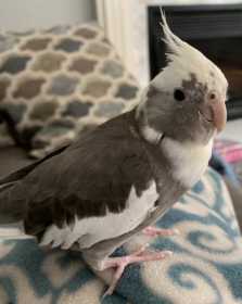 Lost Cockatiel