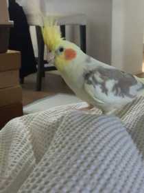Lost Cockatiel