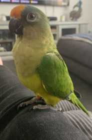Lost Conure