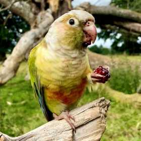 Lost Conure