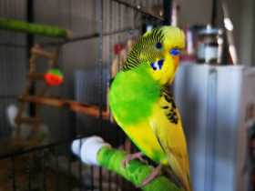 Lost Budgerigar