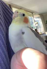 Lost Cockatiel