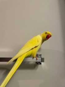 Lost Indian Ringneck Parakeet