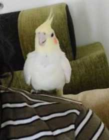 Lost Cockatiel