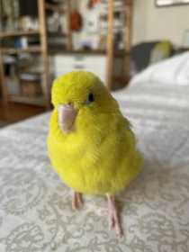 Lost Parrotlet