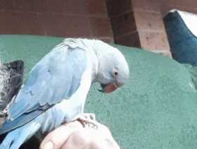 Lost Indian Ringneck Parakeet