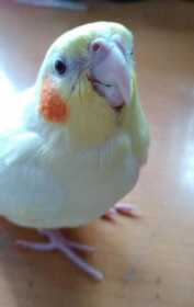 Lost Cockatiel