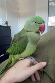 Lost Alexandrine