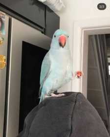 Lost Indian Ringneck Parakeet