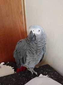 Lost African Grey