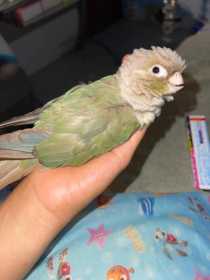 Lost Conure