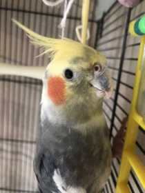 Lost Cockatiel