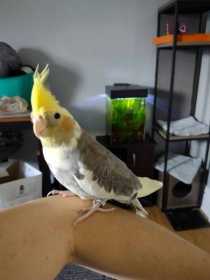 Lost Cockatiel