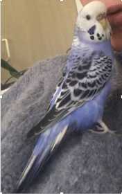 Lost Budgerigar