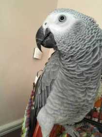 Lost African Grey