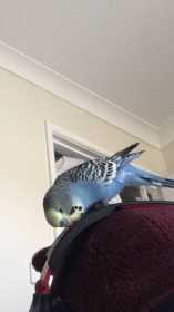 Lost Budgerigar