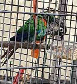 Lost Conure