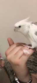 Lost Cockatiel