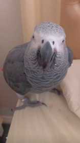 Lost African Grey