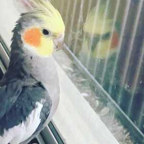 Lost Cockatiel