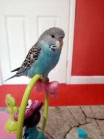 Lost Budgerigar