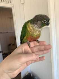 Lost Conure