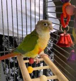 Lost Conure