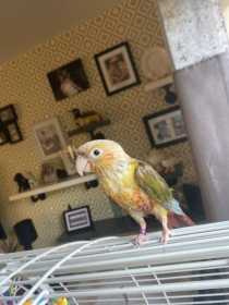 Lost Conure