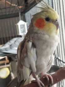 Lost Cockatiel