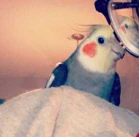 Lost Cockatiel