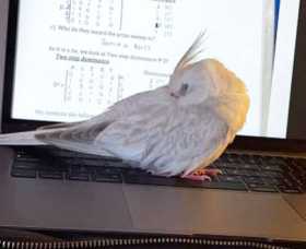 Lost Cockatiel