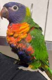 Lost Lory / Lorikeet
