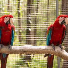 Lost Macaw