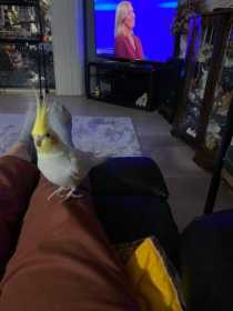 Lost Cockatiel