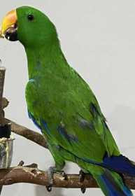 Lost Eclectus