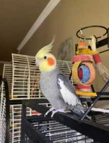 Lost Cockatiel