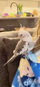 Lost Cockatiel