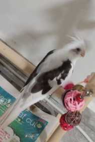 Lost Cockatiel